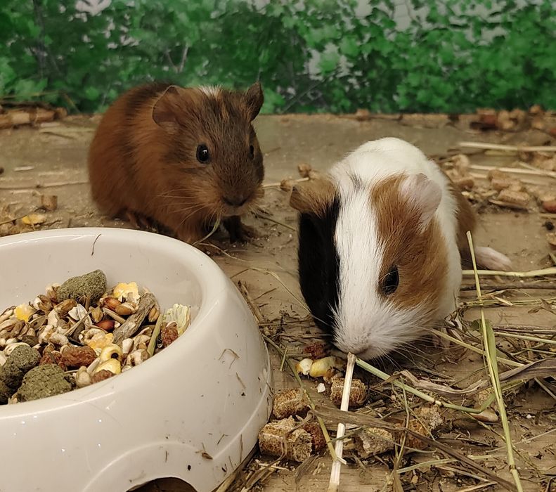 Морская свинка,морские свинки