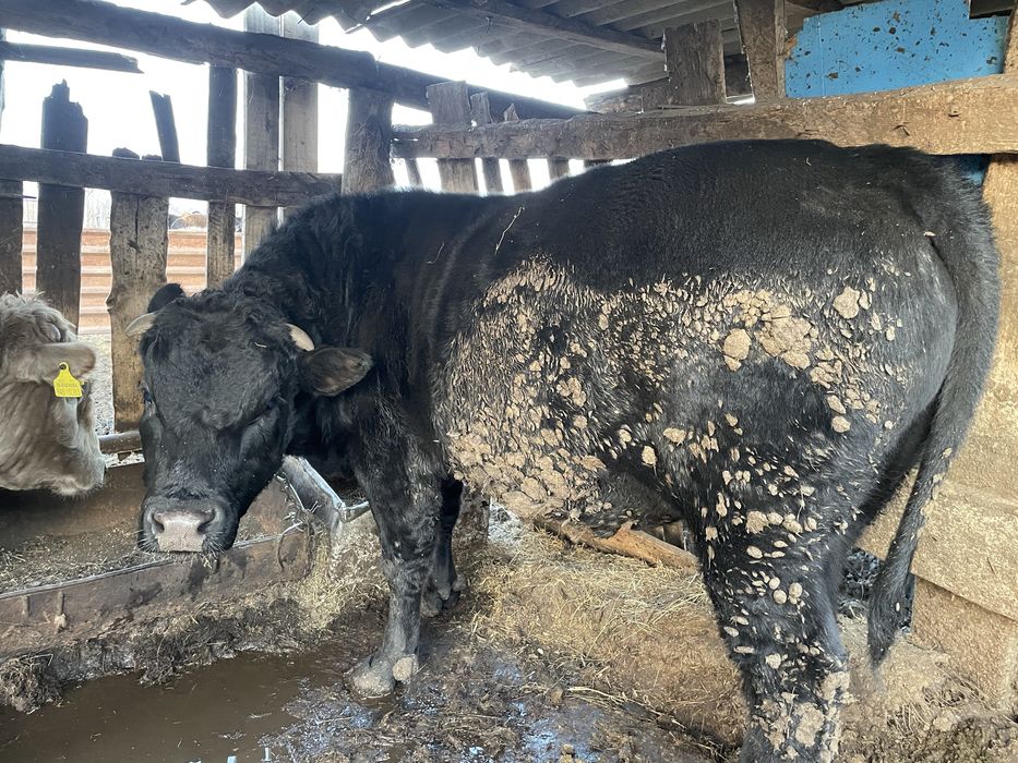 Продам две головы