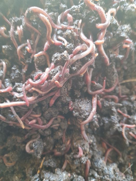 Продаются калифорнийские черви.