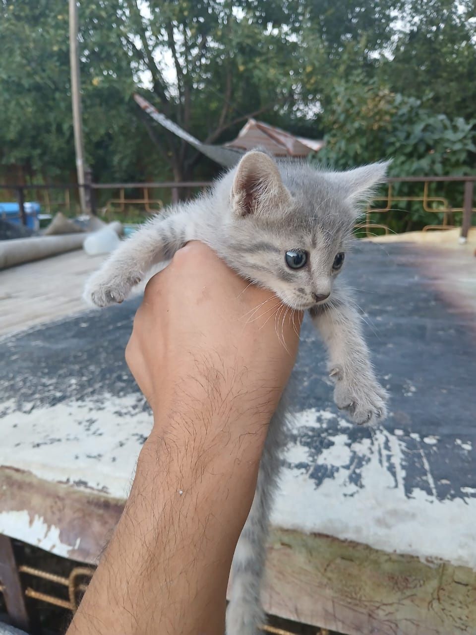 Продаются котята