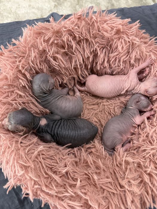 Котята свинкса лысые котята