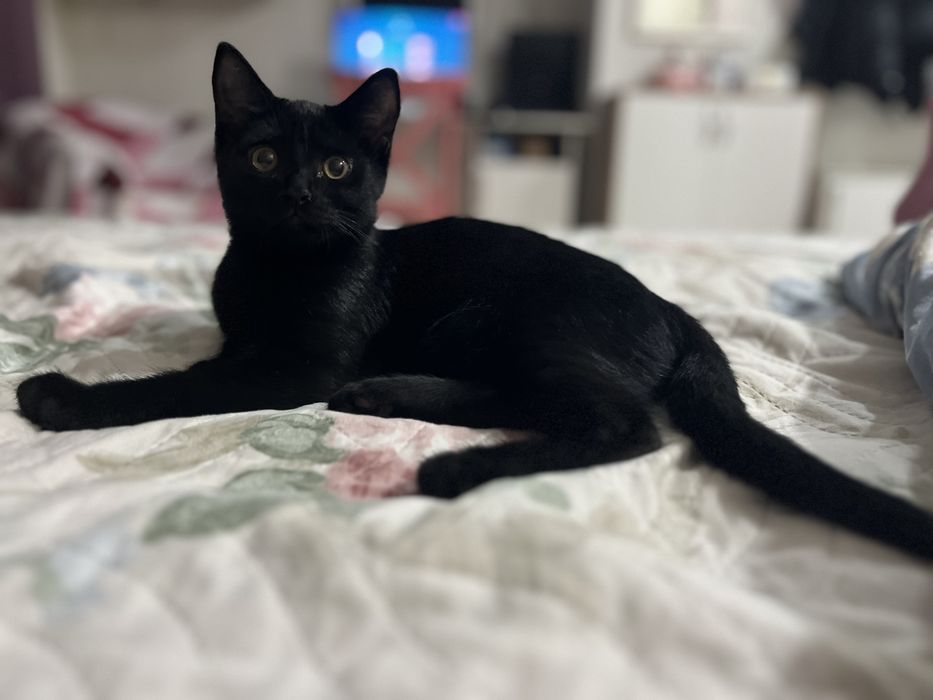 Отдам кошку в добрые руки. Г.Астана