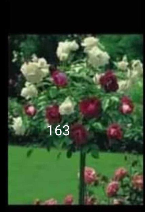 Рози дръвче различни конбинаци