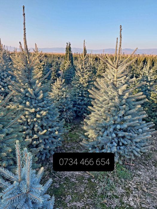 Brazi arginti sau verzi