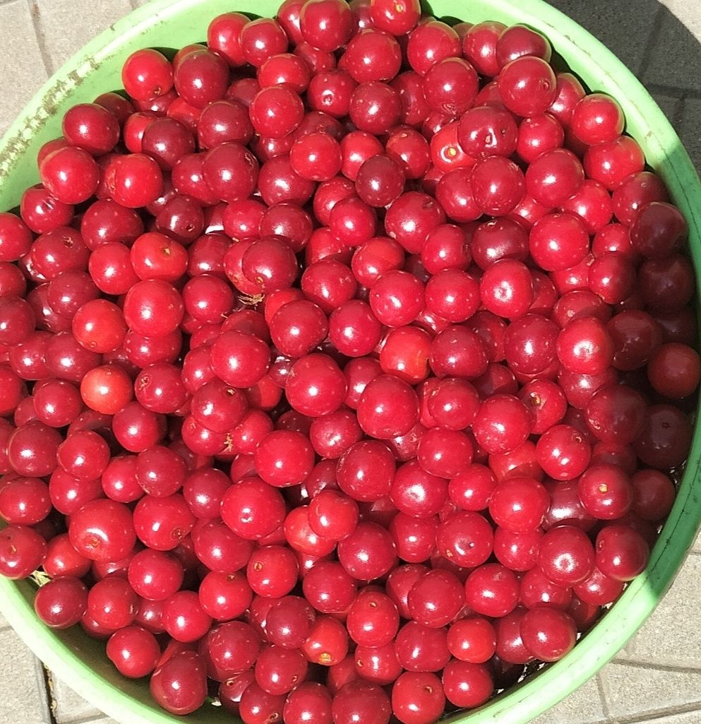 Продам вишню со своего огорода