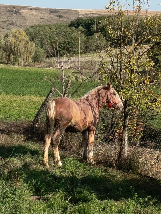 Manz de 7 luni de vanzare