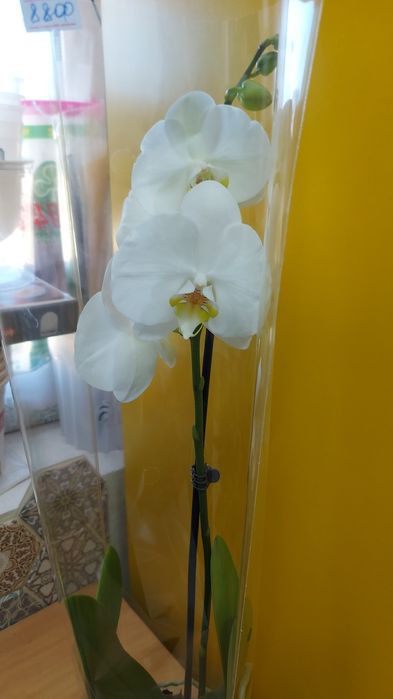 Продам    орхидеи