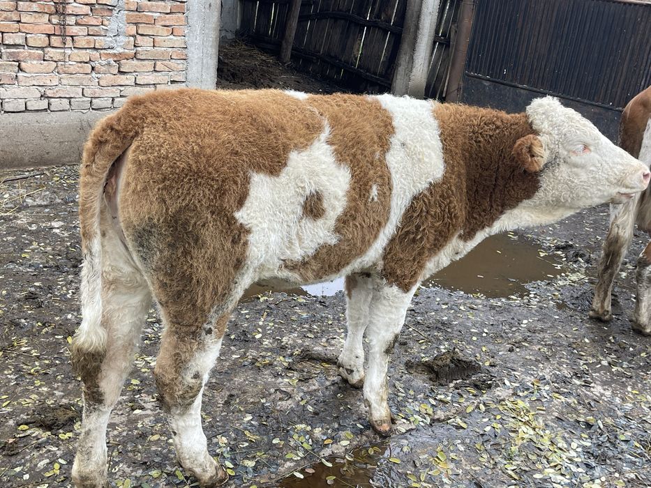 Vand vitea                            .