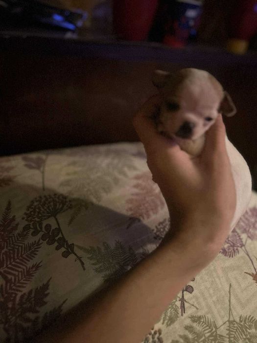 Продавам чихуахуа