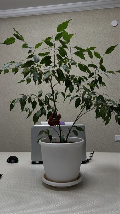 Срочно связи с переездом цветы