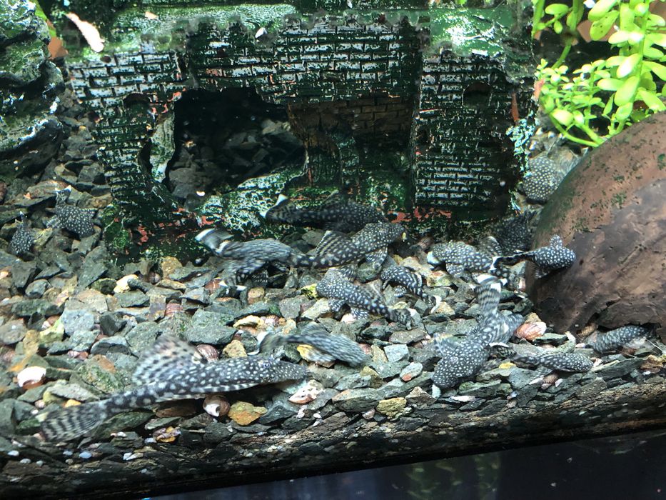 Pești de acvariu ancistrusi