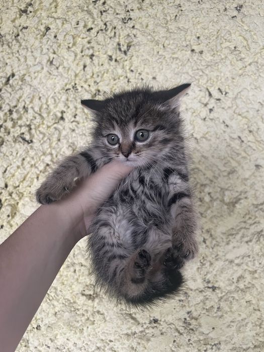 Котята шотландские