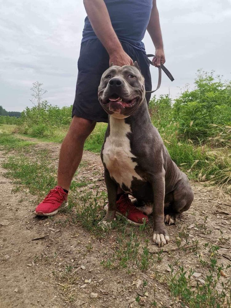 Американски син питбул /American pitbull blue nose
