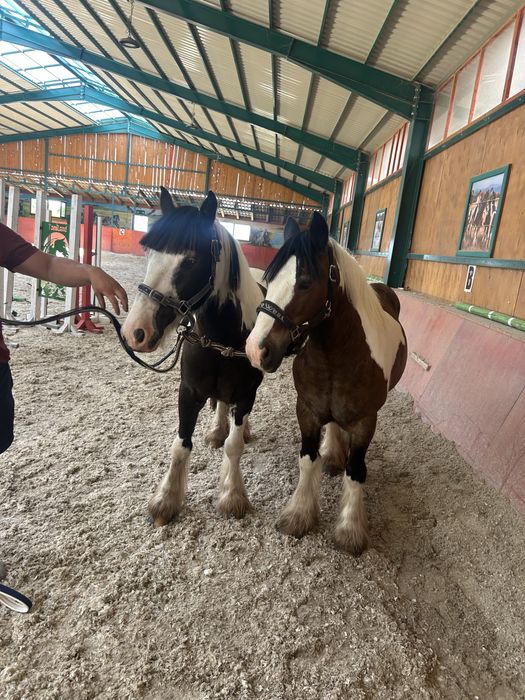 Pereche de gipsy vanner tinkeri