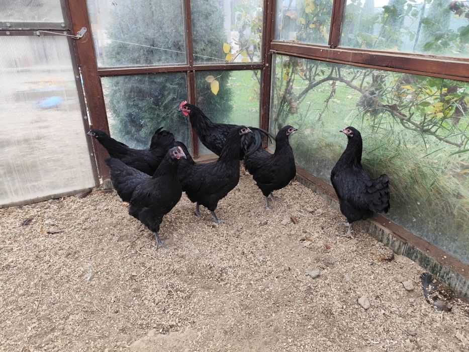 Familie australorp negru tineret