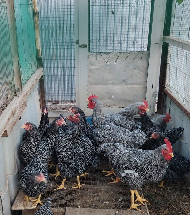 Мясо яичные Куры Плимутрок