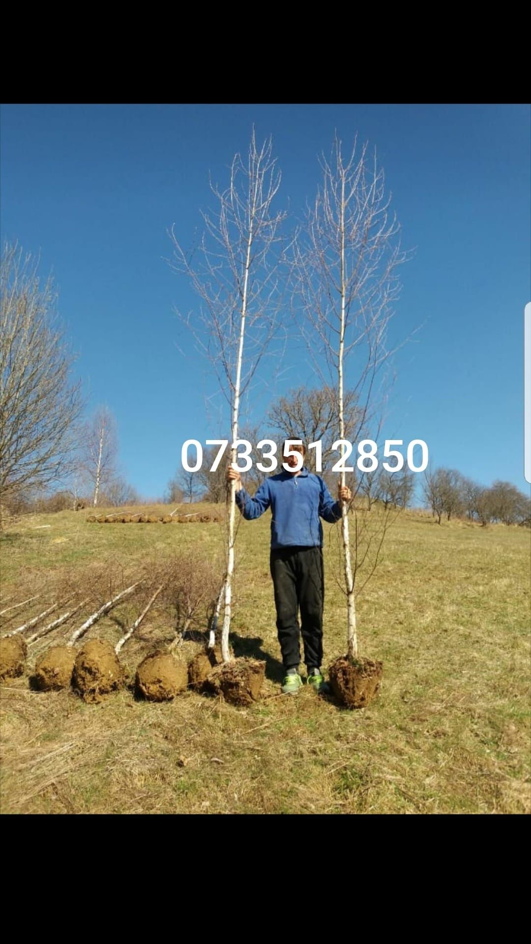 Copaci ornamentali\mesteacan cu coaja alba tei argintiu