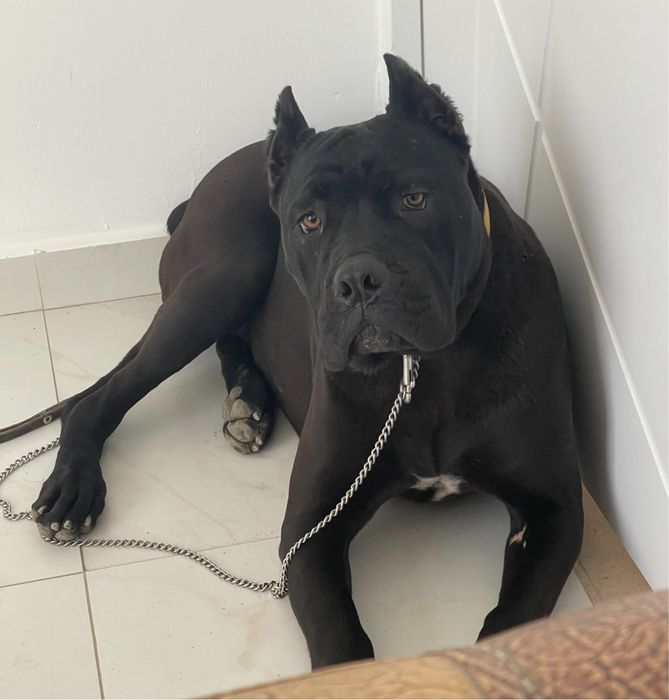 Итальянские Кане корсо