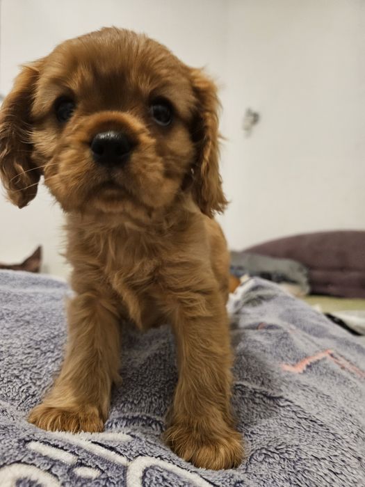 Baiat ruby cu pedigree