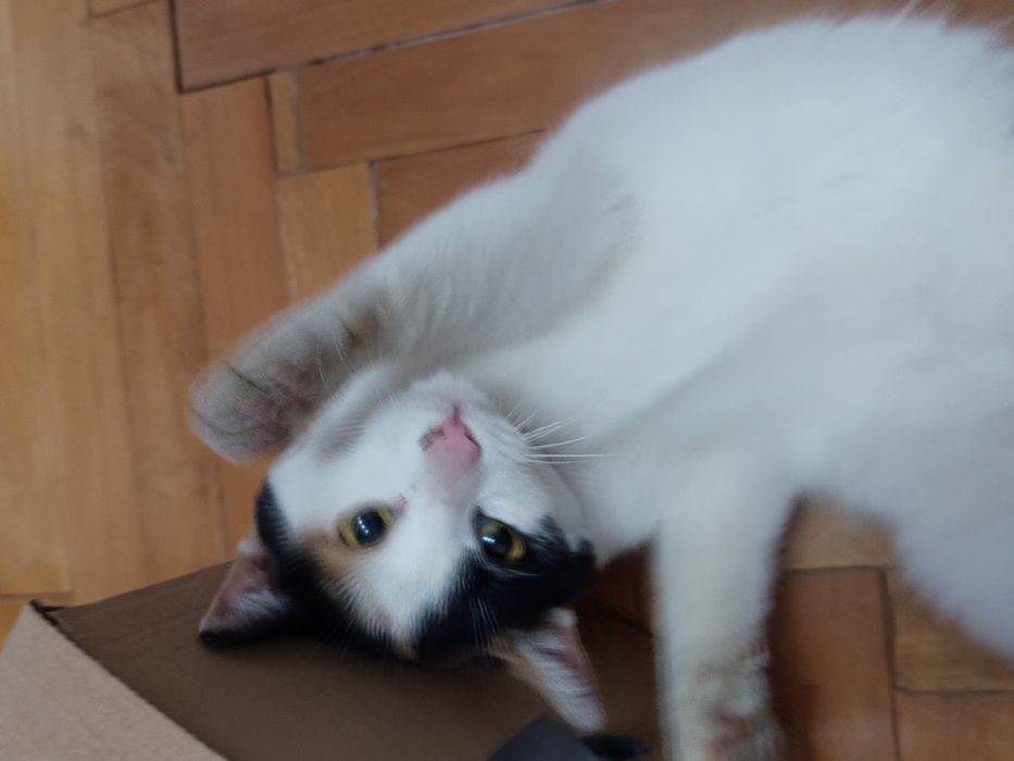 Pisica pentru adoptie