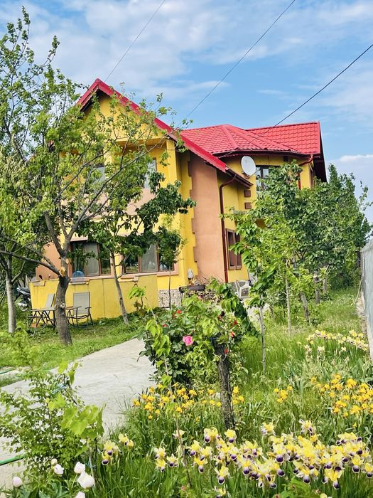 Petsitting / Cazare temporara pentru Catei si pisici in Buzau