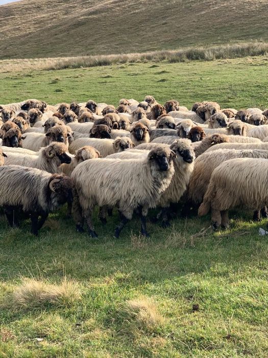 Vând 120 de oi bucalai toate