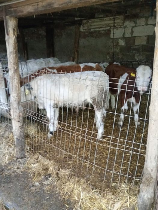 Vând 8 vitei media 230 kg