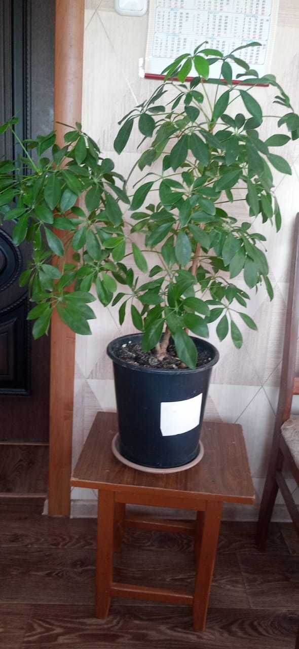 Продам цветок Шефлера