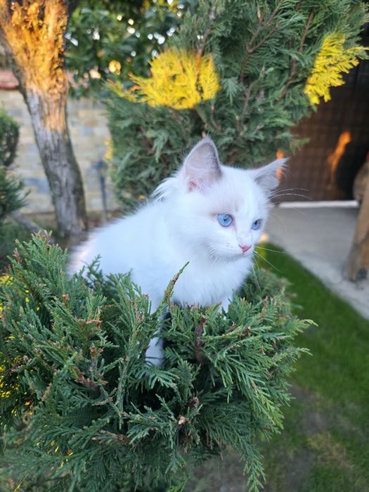 Ragdol/Рагдол на 3 месеца Две женски с родословие