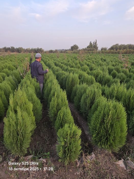 Туя камфак оптим нархда