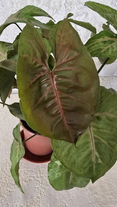 Сингониум Мария.