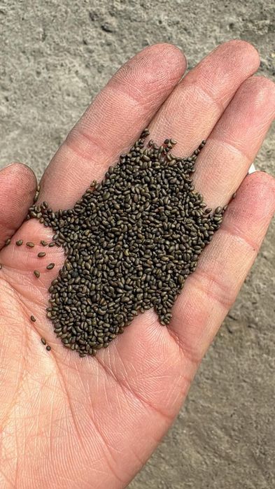 Семена люцерны,Семиречье,Джеа