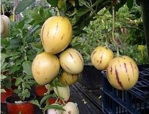 Seminte Solanum muricatum Pepino/oferta:12seminte=20lei