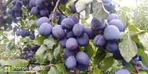 Prune pentru magiun