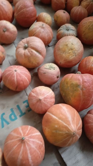 Тыква местная дачная