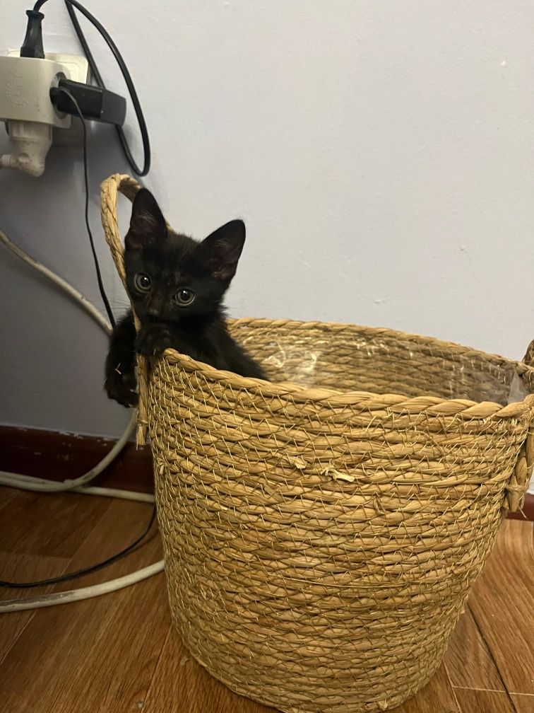 Котёнок в ответственные руки