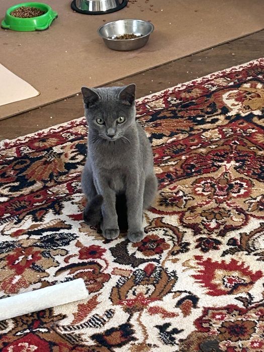 Подарявам котенца