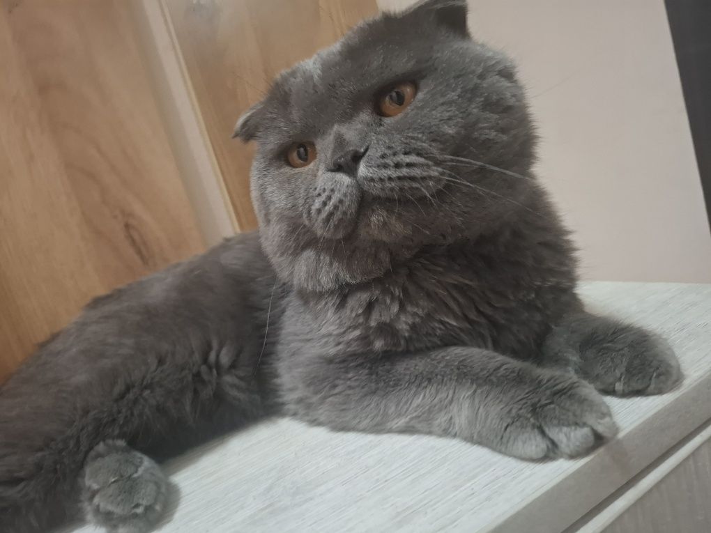 Mushuk vyazkaga beriladi
