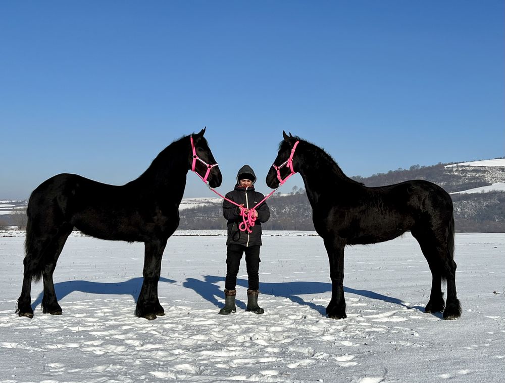 Iepe mânze Friesian mânza iapa Frizian