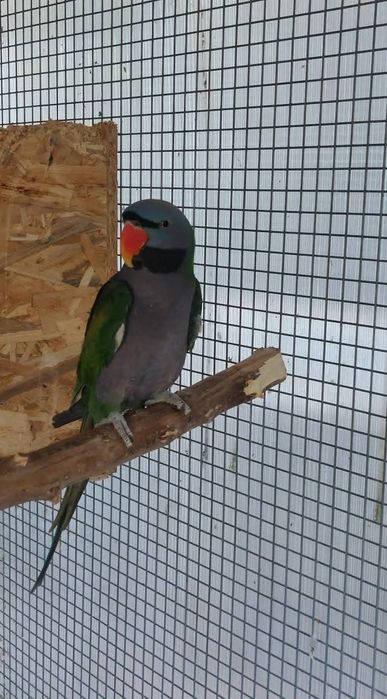 Vand Marele Alexandru