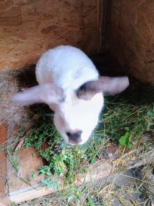 Iepuri uriaș de Transilvania