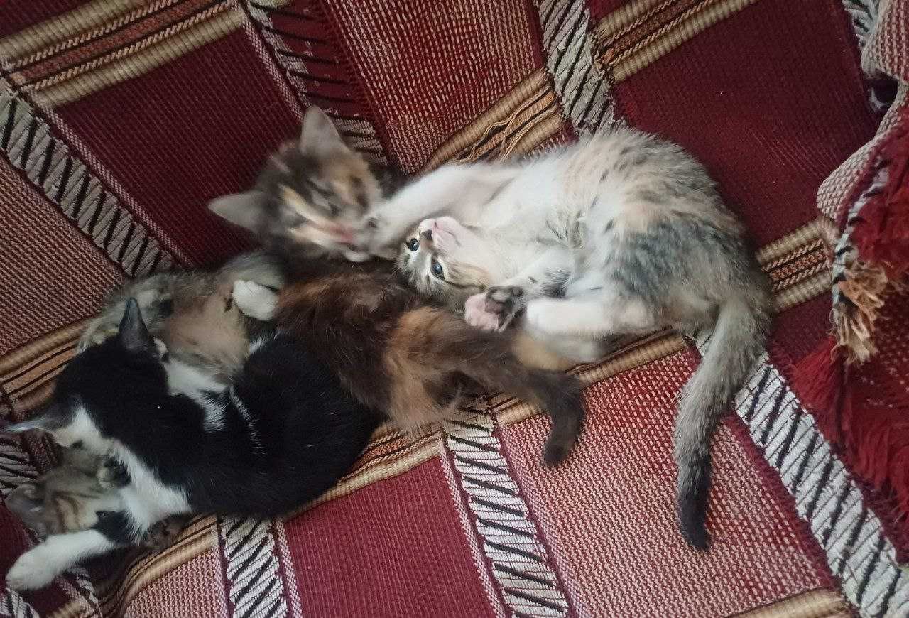 Отдаю котят в добрые руки , бесплатно.