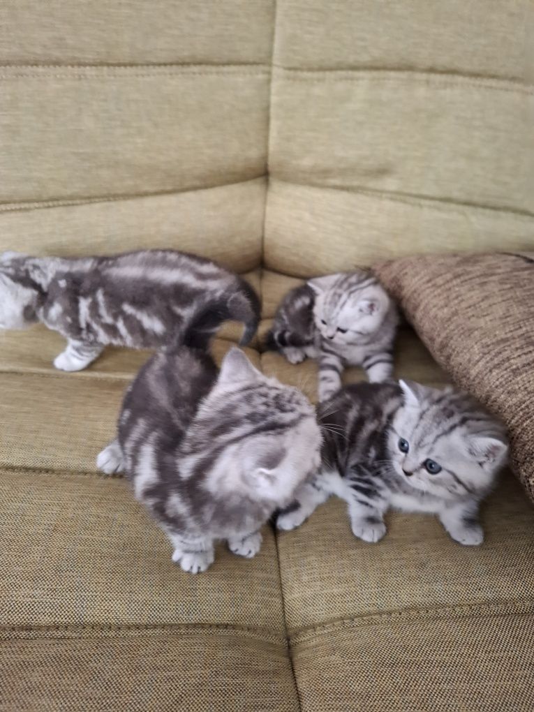 Продажа  котят скотиш страйд