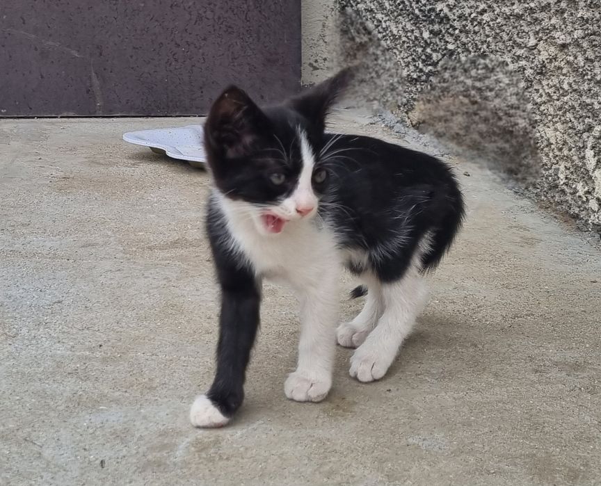 Подарявам котета