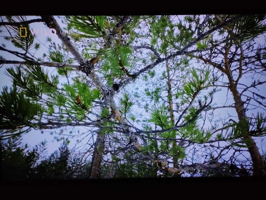 Телевизор 43' Philips UHD 4K SMART като нов