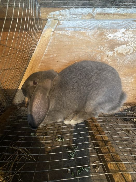 Кролики порода вислоухая