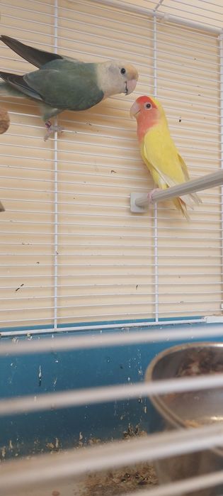 Pereche papagali agapornis