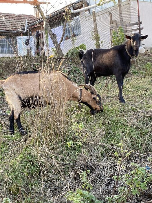 Свободни две кози две ярета и един пръч