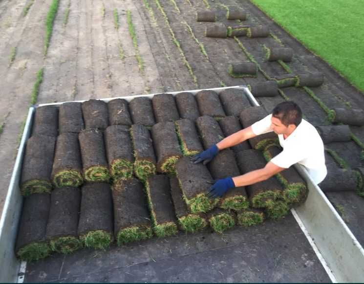 Gazon Rulou Sport premium