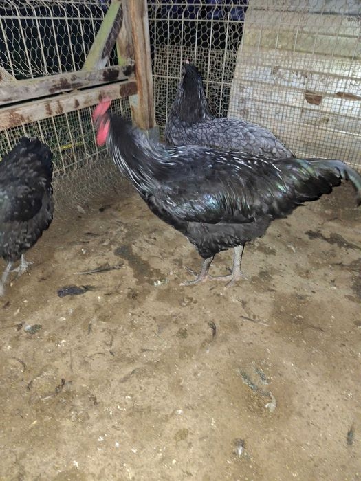 Vand cocosi australorp